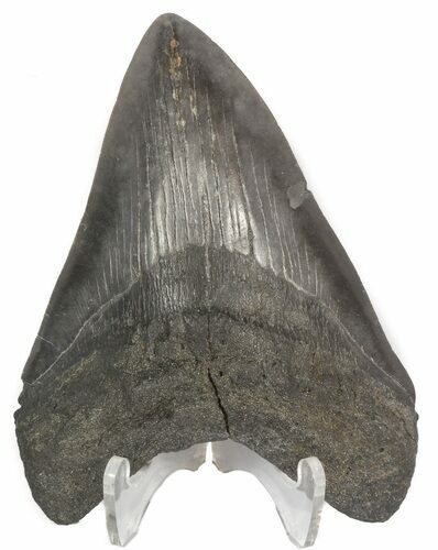 Dark, Megalodon Tooth - South Carolina #45491